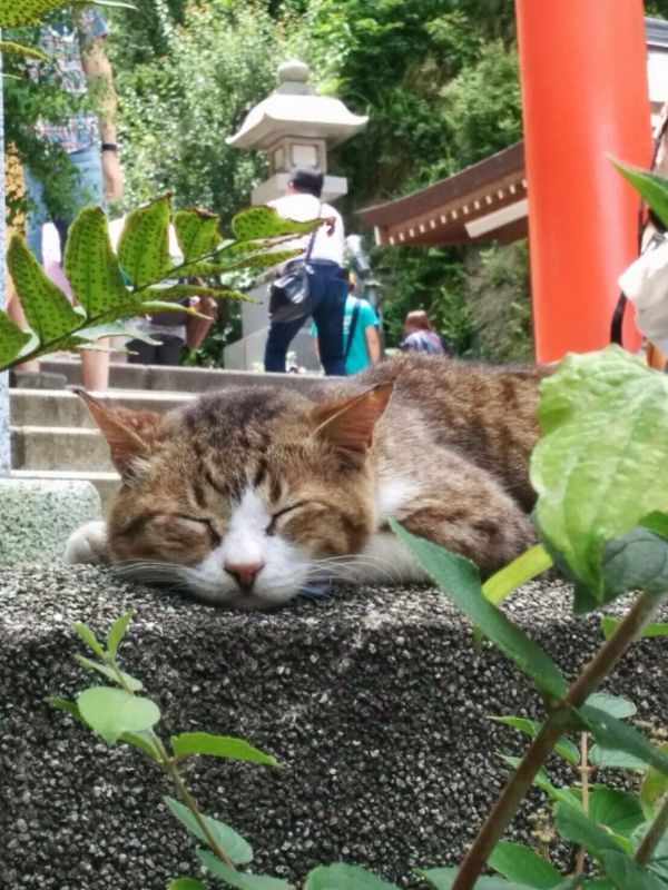 今日の江の島ゴロちゃん