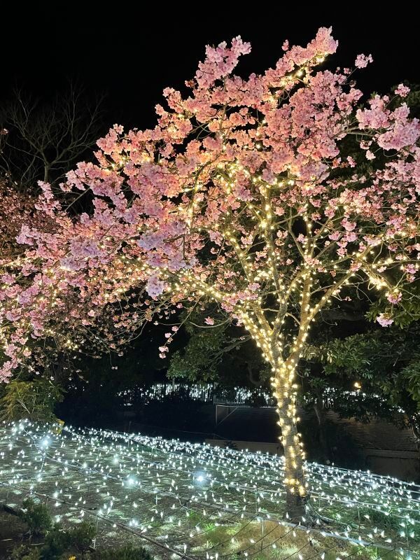 江の島の河津桜